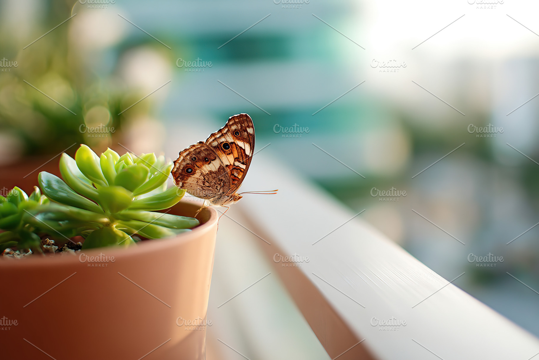 Butterfly resting on succulent plant in urban balcony garden during sunset, a Photo by AlyaAnd