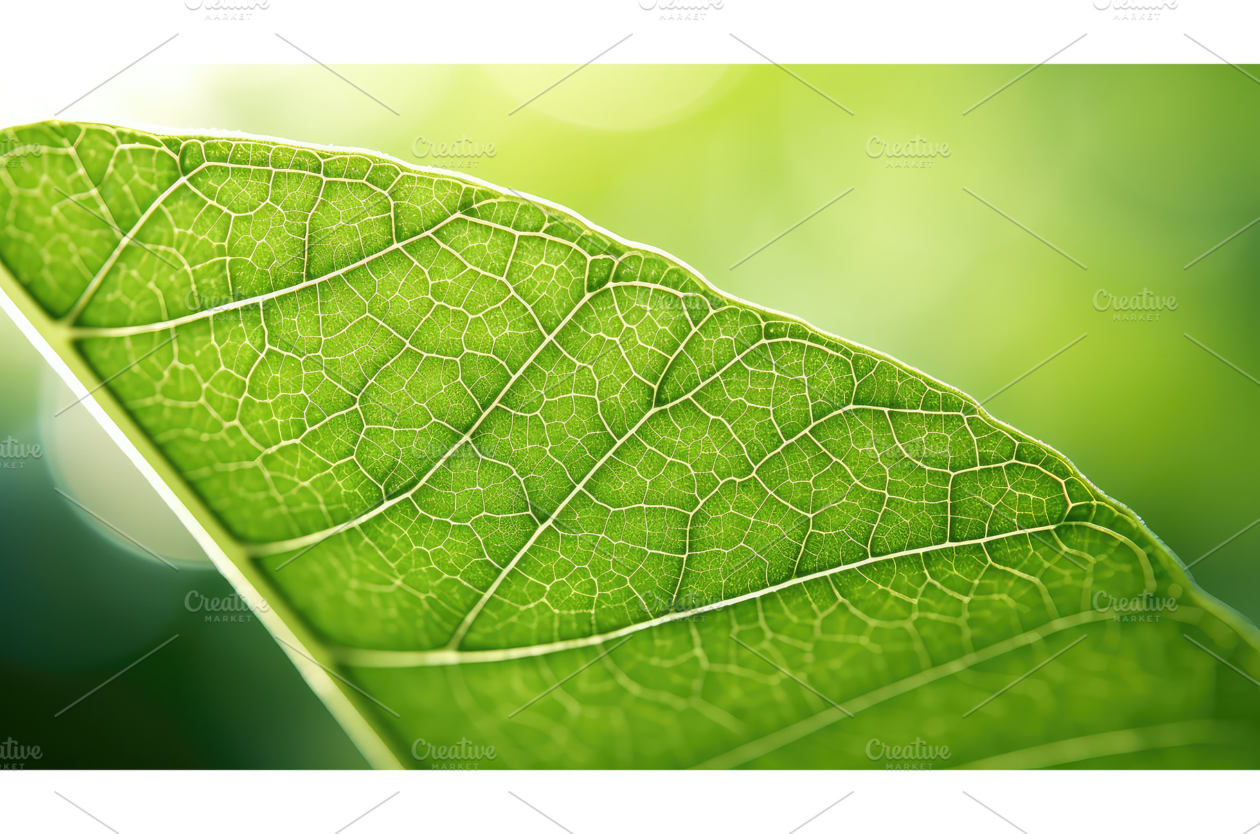 foliage leaf summer background ai, a Nature Photo by pikepicture