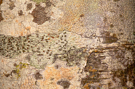 Coachwood Tree Bark