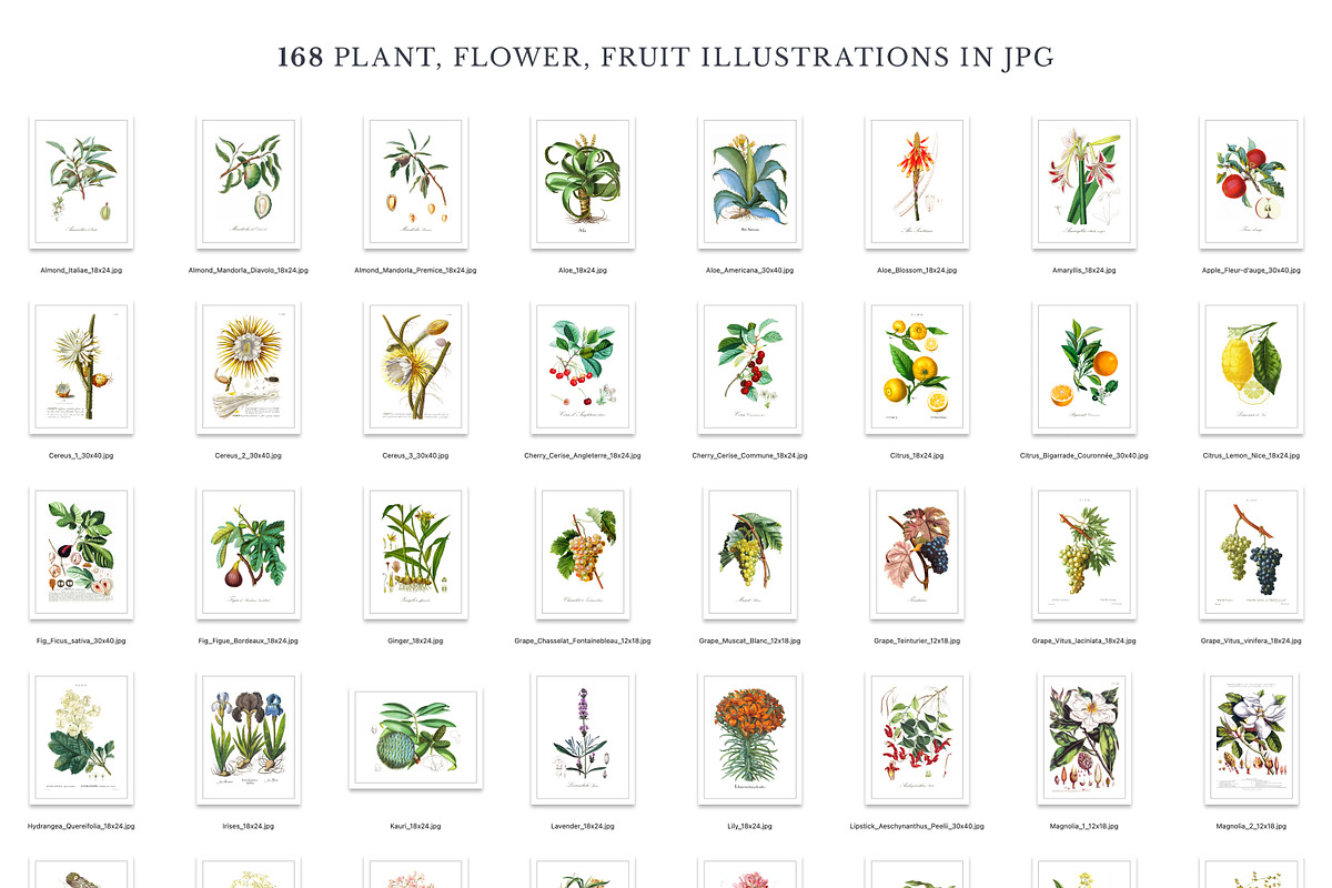 168 Vintage Botanical Illustrations, a Decorative Illustration by Olga Begak Art & Design (Photo 4 of 9)