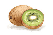 12 Kiwi Fruit Clipart Set, an Illustration by hafijul (Thumbnail 3 of 13)