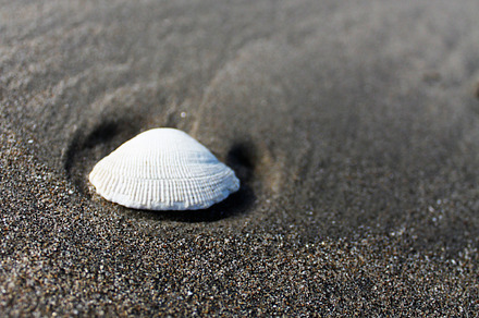 Lonely Seashell