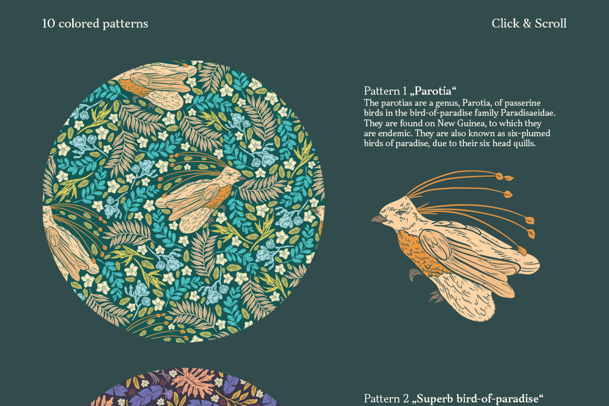 Bird-of-Paradise patterns, a Pattern Graphic by Piñata (Photo 3 of 13)
