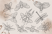 Insects Clipart - Black Line, PNG, an Illustration by Siriliadka Dreams (Thumbnail 4 of 9)