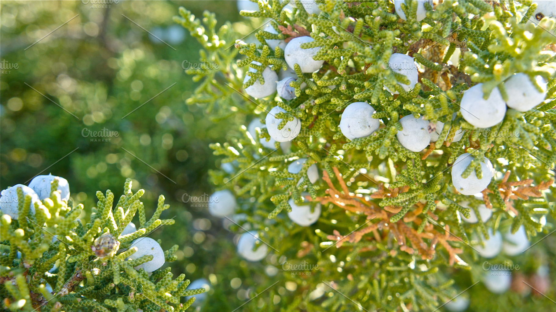 Ripe Juniper Berries