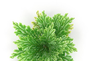 Selaginella