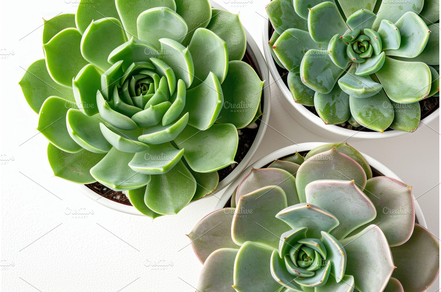 A trio of succulent plants in white, a Nature Photo by Neirfy
