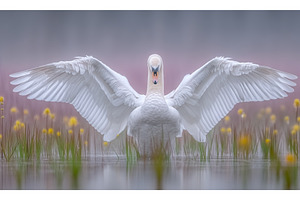 A soft focus shot features a swan, an Animal Photo by ZinetroN