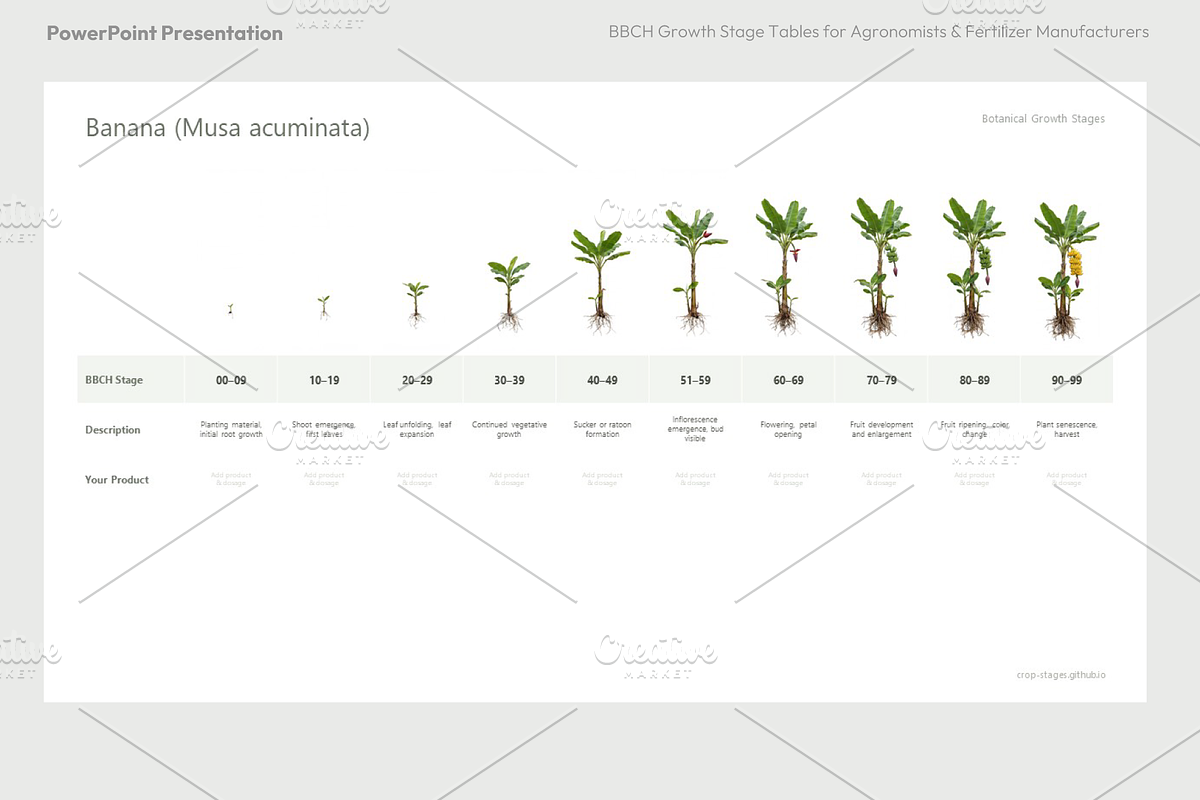BBCH Growth Stages, Other Crops, a Presentation Template by Ilia Design (Photo 6 of 8)