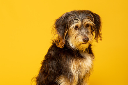 Adorable furry puppy on yellow background., an Animal Photo by TxemaG