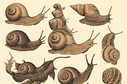 Design set Snails. Vector engraving, an Animal Illustration by Vector Engraving (Thumbnail 2 of 4)