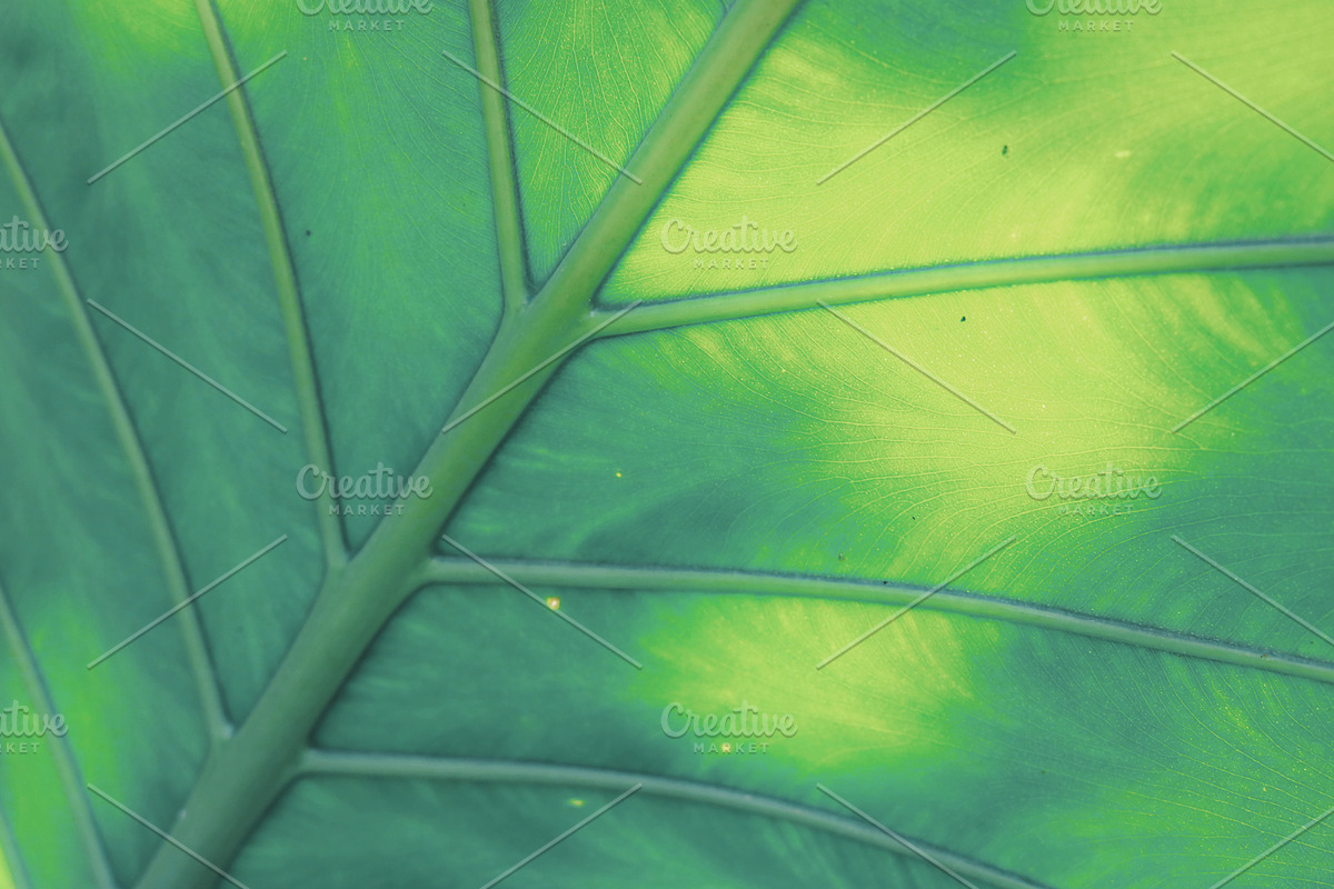 Tropic | Tropical Green Photo Bundle, a Nature Photo by MDSN Design (Photo 11 of 16)