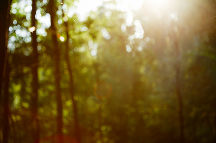Vintage retro blurred forest landscape with leaks and bokeh stock photo