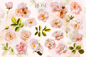 Summer Wild Rose Pink Florals