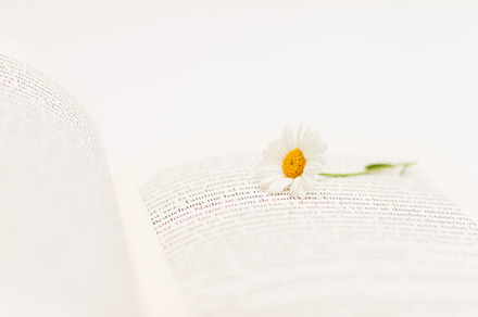 Flower And Book 4 Stock Picture preview 6