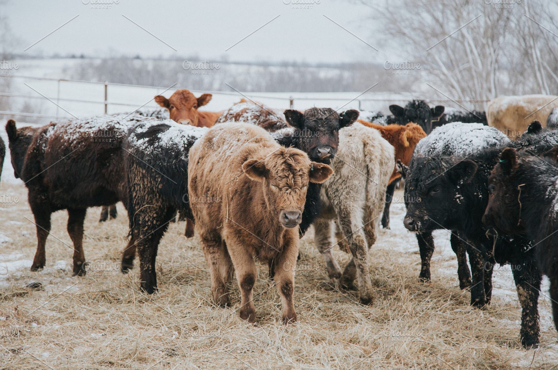 Calves in Winter, a Background Photo by movielighter