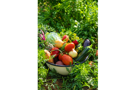 Harvest vegetables in the garden, a Food & Drink Photo by yanadjana