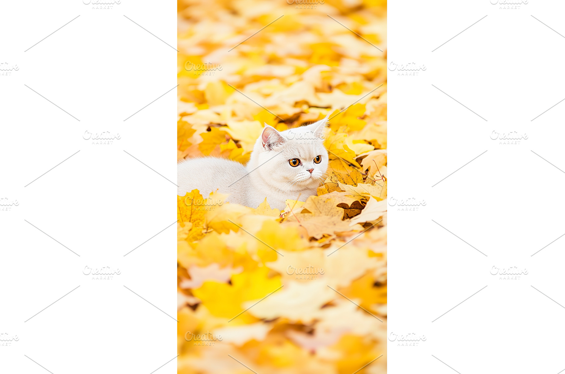 Cat lying amidst golden autumn, an Animal Photo by Lermont51
