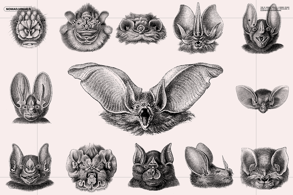 Halloween Special! Bats of the World, an Animal Illustration by Nomad Visuals (Photo 2 of 17)