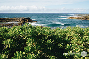 VSCO Cam Analogue A6, an Action Add-On by ProPreset (Thumbnail 10 of 10)