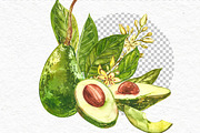 Avocado in botanical style, a Food Illustration by Ann Astro (Thumbnail 12 of 13)