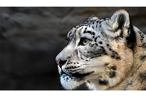 A side profile of a snow leopard in, an Animal Photo by Igor Tichonow