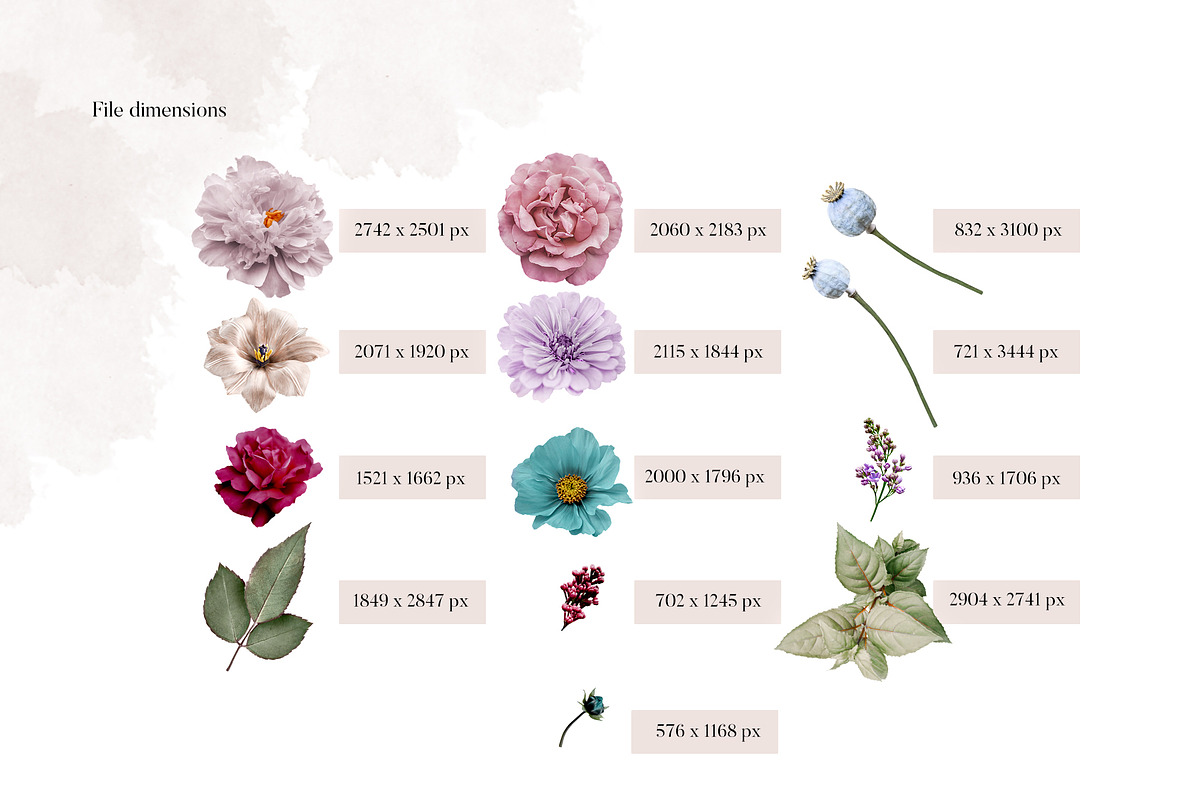 Isolated real flowers clipart set, an Object Graphic by The Graphic Parade (Photo 7 of 14)