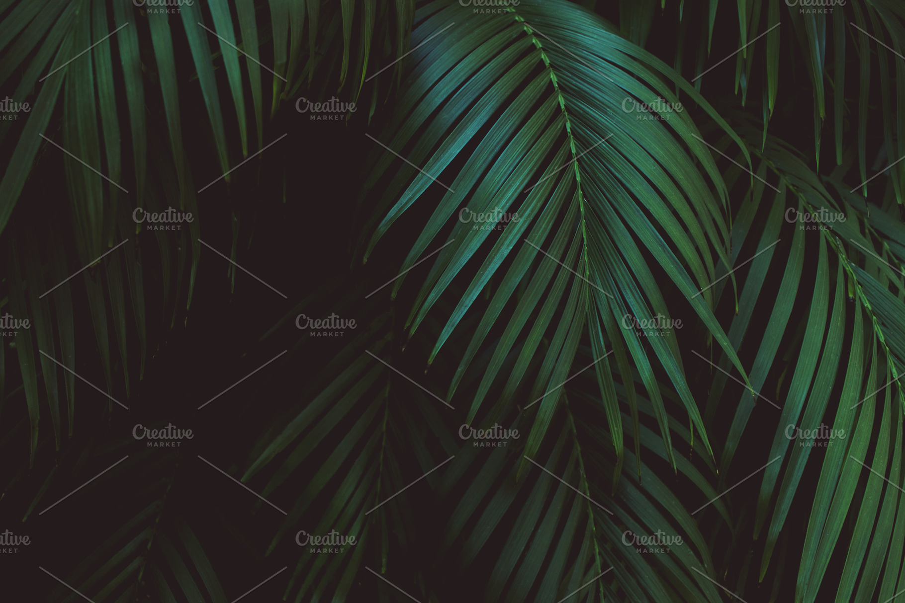 Dark Tropical Palm Leaves Photo, a Nature Photo by René Jordaan Photography
