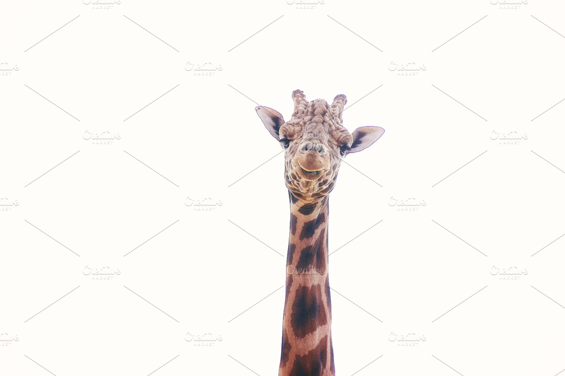 Disgruntled Giraffe