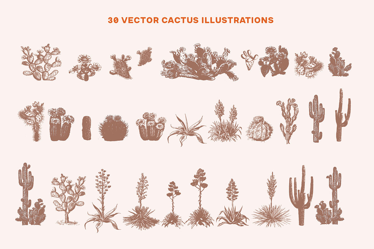 Vintage Cactus Vector Graphics, a Graphic by Antiquaria (Photo 3 of 7)