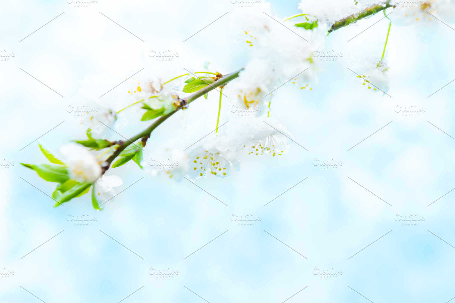 White flowers of branch cherry tree, a Nature Photo by Vapi