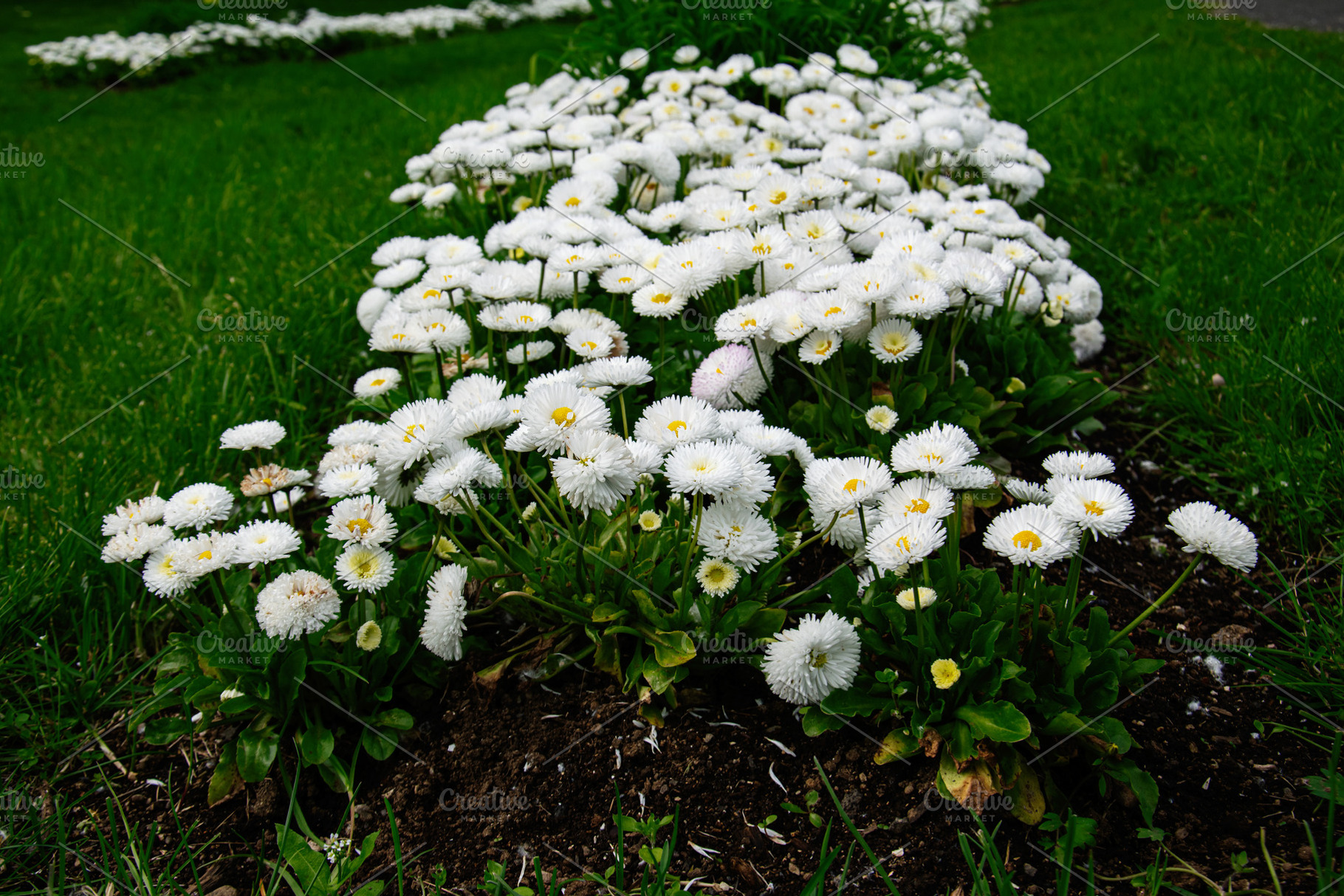 Row of white flowers in a vibrant Reykjavik Iceland garden during springtime, a Photo by AS photostudio