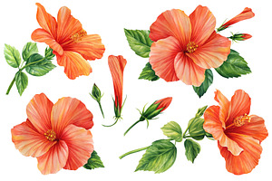 Watercolor Tropical Hibiscus Flowers