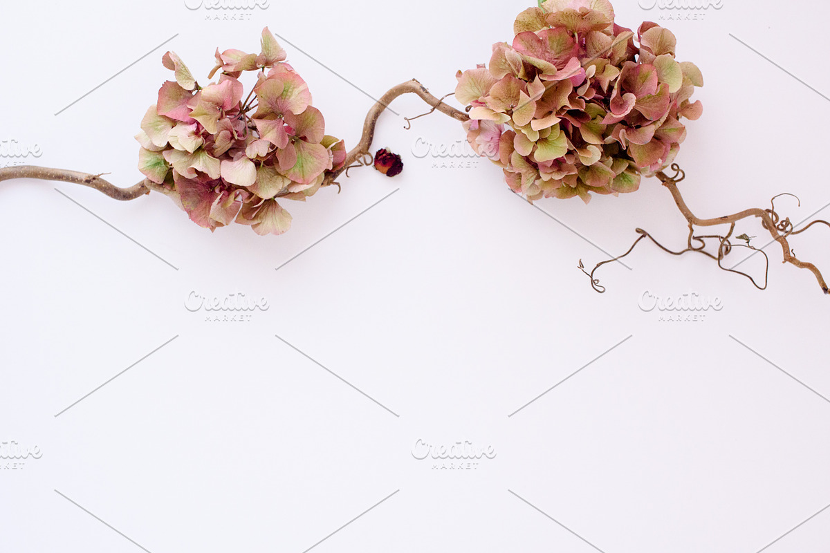 Pack 32 i styled stock stock photo containing minimalist and succulents, a Business Photo by SophieStockBoutique (Photo 2 of 4)