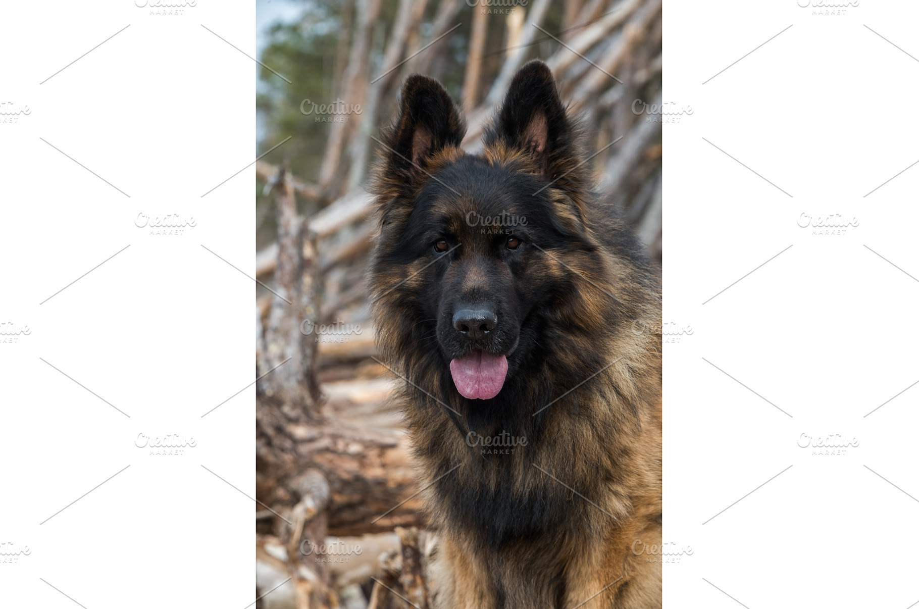 German Shepherd Dog on the beach at, an Animal Photo by COLORFUL