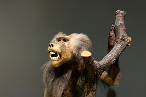 Stuffed baboon monkey primate in natural history museum, an Animal Photo by Bepslabor