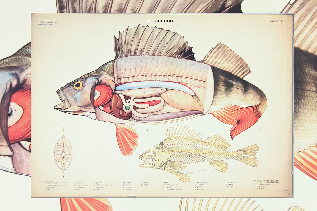 Rare Vintage Animal Anatomy, an Animal Illustration by Digital Museum (Photo 4 of 8)