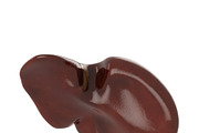Human liver, a Characters & Person 3D Model by konstantin.ermolaev (Thumbnail 2 of 6)