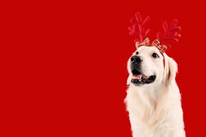 Cute labrador dog wearing funny red deer horns sitting isolated on red studio b, a Photo by Prostock-Studio