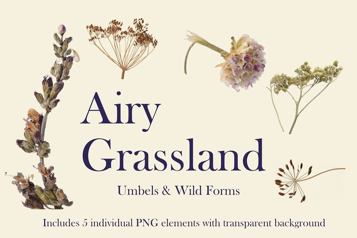 Airy Grassland — Umbels & Wild Forms, an Object Graphic by Aga Silva (Photo 2 of 14)