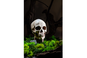 Skull in the forest. Skull on moss, a Background Photo by Stockphoto by vzwer