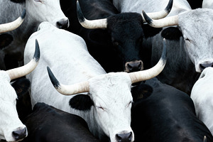 Cattle Herd-Striking Pattern, an Animal Photo by Virgo Studio