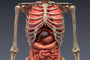 Animated internal organs, skeleton, a Characters & Person 3D Model by konstantin.ermolaev (Thumbnail 1 of 29)