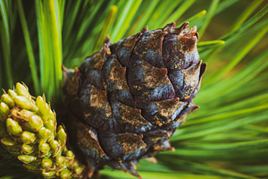 Cone with nut of dwarf stone pine, a Nature Photo by Alexander-Piragis