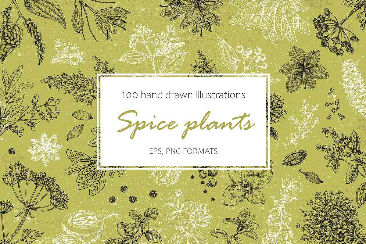 Spice Plants Collection, an Illustration by Evgeniia Lanskikh (Photo 1 of 11)