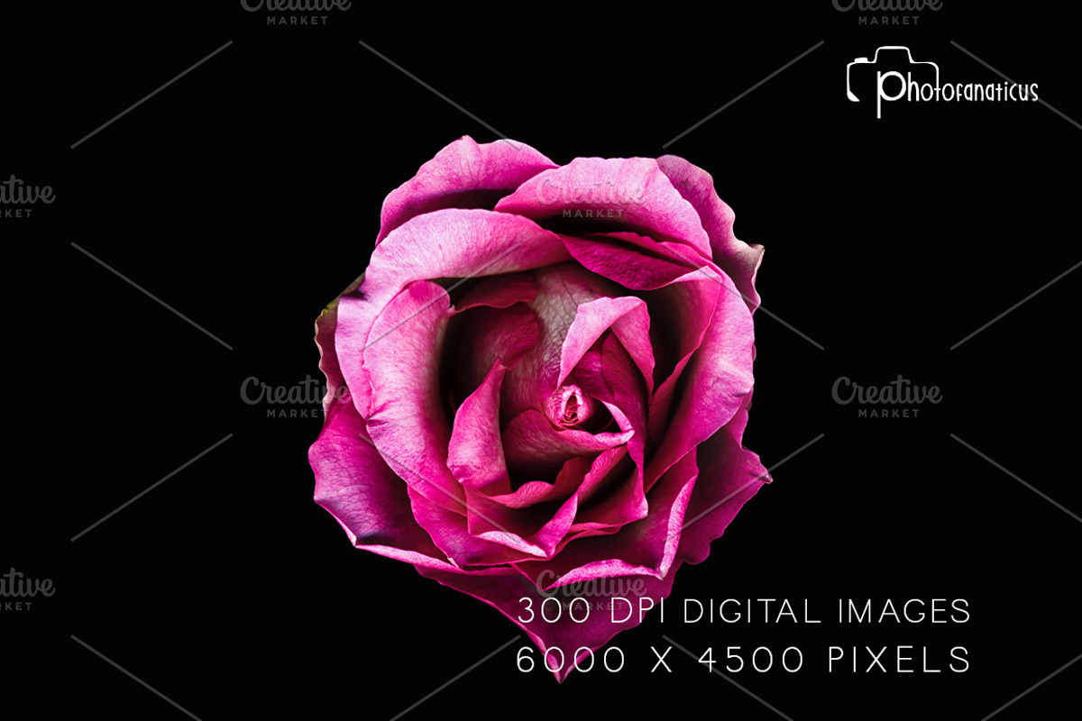25 Color Flower Vol 1. Photos Hi Res, a Nature Photo by Artfanaticus (Photo 5 of 5)