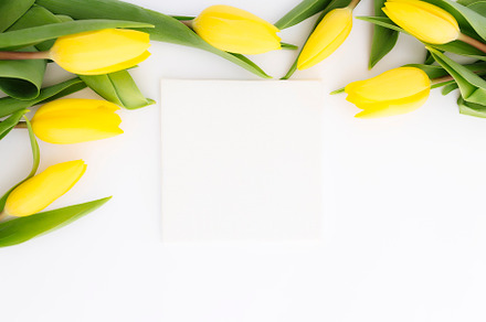 Yellow tulips flat lay on white back, an Abstract Photo by Lenor4ik