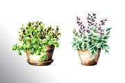 Kitchen Herbs. Watercolor collection, a Healthcare Illustration by Daria Ustiugova (Thumbnail 6 of 9)