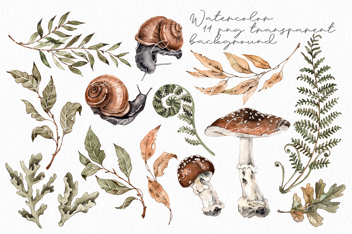 Forest plants and snails watercolor, an Illustration by Alamella (Photo 7 of 7)
