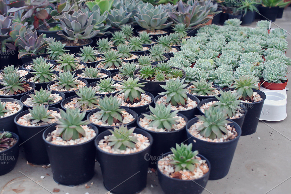 Cactus containing instagram, retro, and plant, a Nature Photo by mutita.narkmuang (Photo 2 of 2)